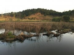 风水宝地倒水逆朝局，风水大师王君植湖北看风水现场实拍