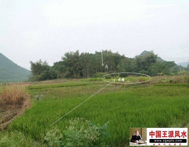 广西坟墓风水宝地-下田龟形