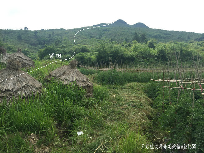 上图即是此行寻龙案例,蜘蛛下田形;这个龙穴,后面来龙高耸俊立,山体